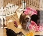 Small #1 Morkie