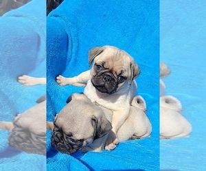 Pug Puppy for Sale in OCALA, Florida USA