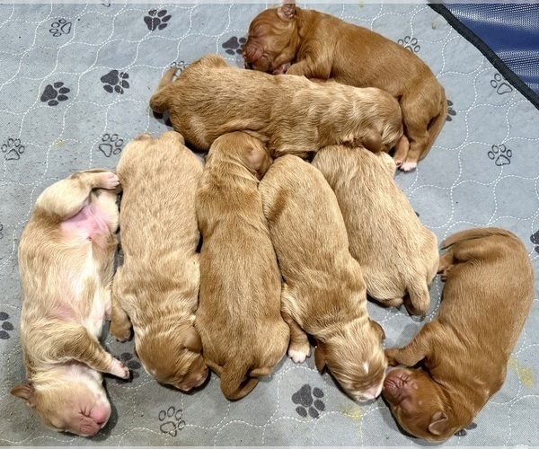 Medium Photo #7 Goldendoodle Puppy For Sale in ORANGEVALE, CA, USA