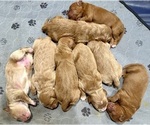 Small Photo #7 Goldendoodle Puppy For Sale in ORANGEVALE, CA, USA