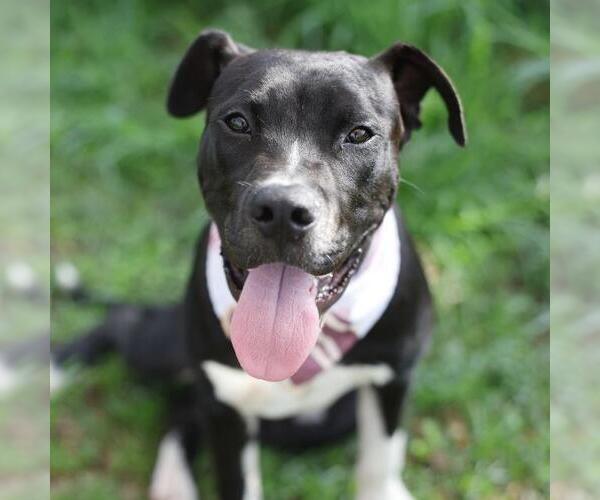 Medium Photo #1 American Staffordshire Terrier-Unknown Mix Puppy For Sale in San Antonio, TX, USA