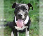 Small American Staffordshire Terrier Mix
