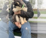 Small Photo #19 Siberian Husky Puppy For Sale in TRIMBLE, MO, USA