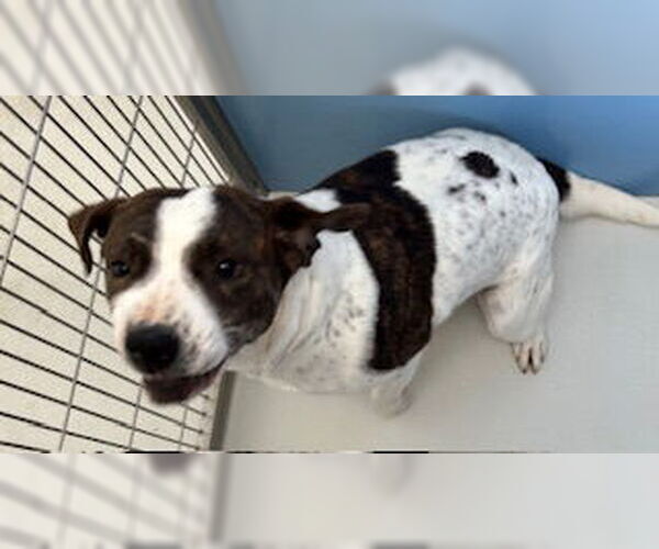 Medium Photo #2 Mutt Puppy For Sale in Pampa, TX, USA
