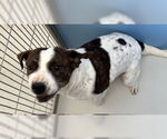 Small #1 Mutt