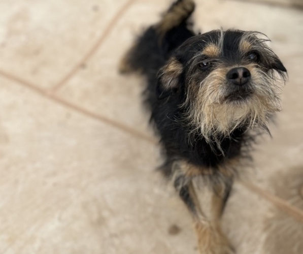 Medium Photo #1 Mutt Puppy For Sale in GILBERT, AZ, USA