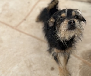 Mutt Dog for Adoption in GILBERT, Arizona USA