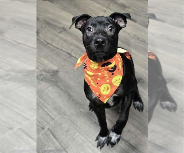 Medium Photo #2 Beagle-Staffordshire Bull Terrier Mix Puppy For Sale in Lakewood, CO, USA