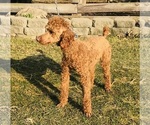 Small Photo #1 Goldendoodle (Miniature) Puppy For Sale in CENTRALIA, IL, USA