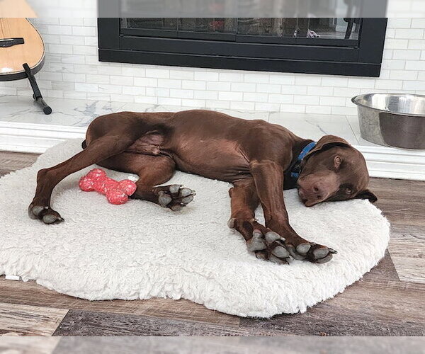 Medium Photo #4 German Shorthaired Pointer Puppy For Sale in Menlo Park, CA, USA