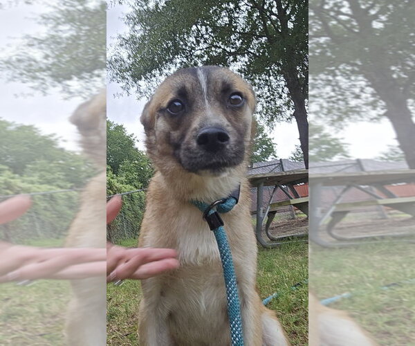 Medium Photo #1 Mutt Puppy For Sale in Glen Allen, VA, USA
