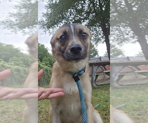 Mutt Dogs for adoption in Glen Allen, VA, USA