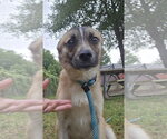 Small Mutt