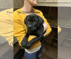 Cane Corso Puppy for sale in SLIGO, PA, USA