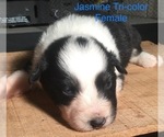 Small Photo #2 Australian Shepherd Puppy For Sale in ARBA, IN, USA