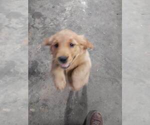 Golden Retriever Puppy for sale in LAKE CITY, MN, USA