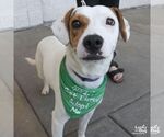Small #2 Retriever  Mix