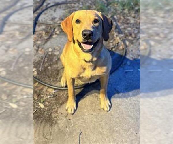 Medium Photo #1 Labrador Retriever Puppy For Sale in San Antonio, TX, USA