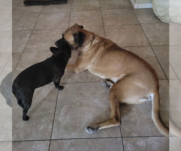 Medium Photo #4 Mastiff Puppy For Sale in Goodyear, AZ, USA