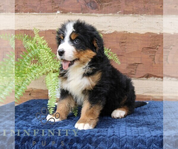 Medium Photo #4 Bernedoodle Puppy For Sale in NARVON, PA, USA