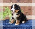 Small #3 Bernedoodle