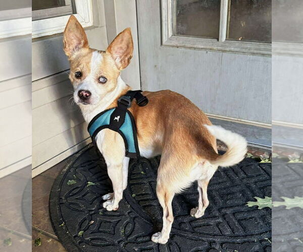 Medium Photo #9 Chihuahua-Unknown Mix Puppy For Sale in Boonton, NJ, USA