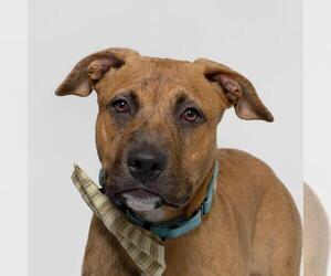 American Pit Bull Terrier-Unknown Mix Dogs for adoption in Santa Barbara, CA, USA