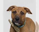 Small American Pit Bull Terrier Mix