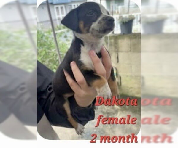 Medium Photo #1 Chug Puppy For Sale in Virginia Beach, VA, USA