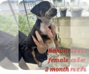 Chug Dogs for adoption in Virginia Beach, VA, USA
