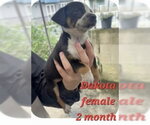 Dakota - Female Chug Dog for Adoption - Small photo