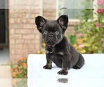 Small #1 French Bulldog