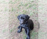 Puppy Bell Labrador Retriever