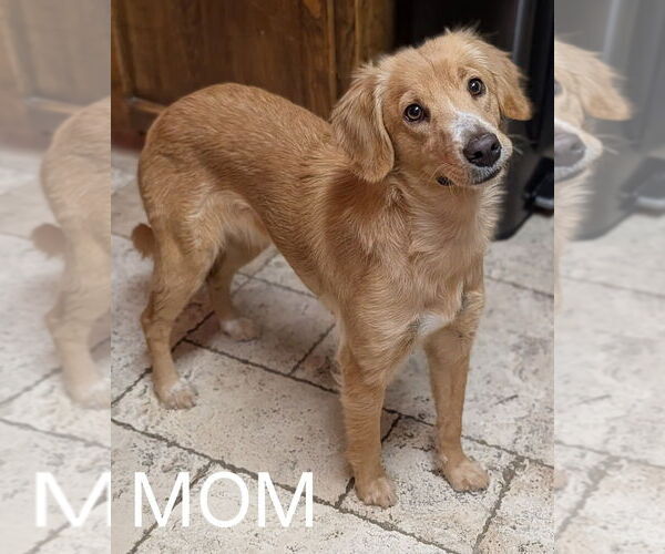 Medium Photo #2 Retriever -Unknown Mix Puppy For Sale in Mesa, AZ, USA