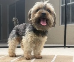 Small Photo #1 Yorkshire Terrier Puppy For Sale in VALRICO, FL, USA