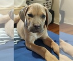 Small Photo #3 Cane Corso Puppy For Sale in DENVER, CO, USA