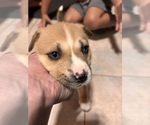 Puppy Pink Alaskan Husky-American Staffordshire Terrier Mix