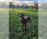 Small #5 Doberman Pinscher