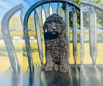 Small Photo #7 Poodle (Standard) Puppy For Sale in OCALA, FL, USA