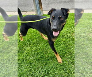 Marty McFly - Male Rottweiler-Unknown Mix Dog for Adoption - Photo #4