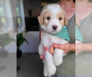 Bernedoodle Puppy for Sale in WAGENER, South Carolina USA