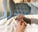 Puppy Light Blue Chesapeake Bay Retriever