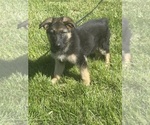 Puppy Purple Collar German Shepherd Dog