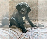Small Photo #19 American Bandogge mastiff Puppy For Sale in FORT GARLAND, CO, USA