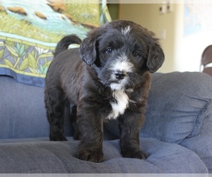 Miniature Labradoodle Puppy for sale in CENTERVILLE, CA, USA