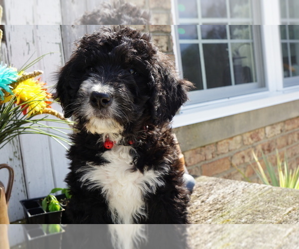 Medium Photo #6 Bernedoodle Puppy For Sale in DUNDEE, OH, USA