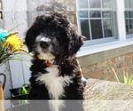 Small Photo #6 Bernedoodle Puppy For Sale in DUNDEE, OH, USA