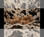 Image preview for Ad Listing. Nickname: Litter of 10