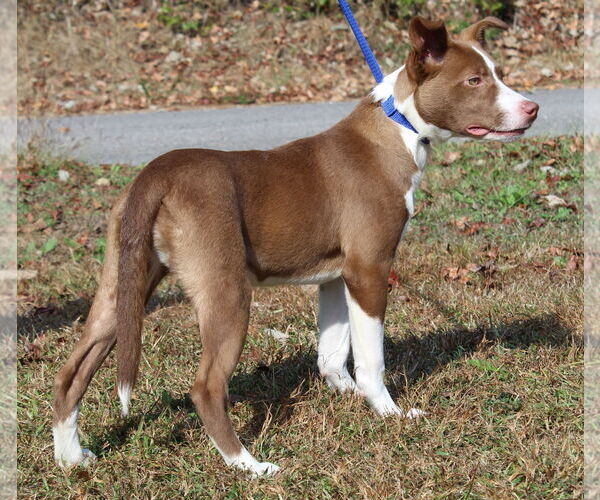 Medium Photo #2 Mutt Puppy For Sale in Prattville, AL, USA