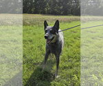 Small #3 Mutt